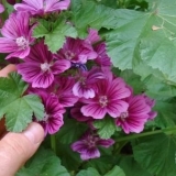 Khatma (višegodišnja lavatera): fotografija i opis, sorte